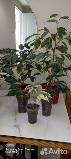 Малыши фикусята и другие