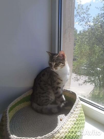 Красавчик Орфей