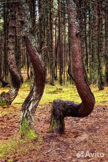 Куршская коса с гидом все возможные локации