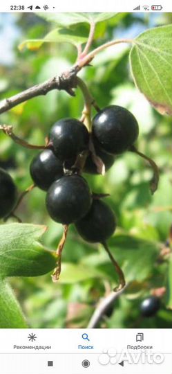 Кусты душистой чёрной смородины