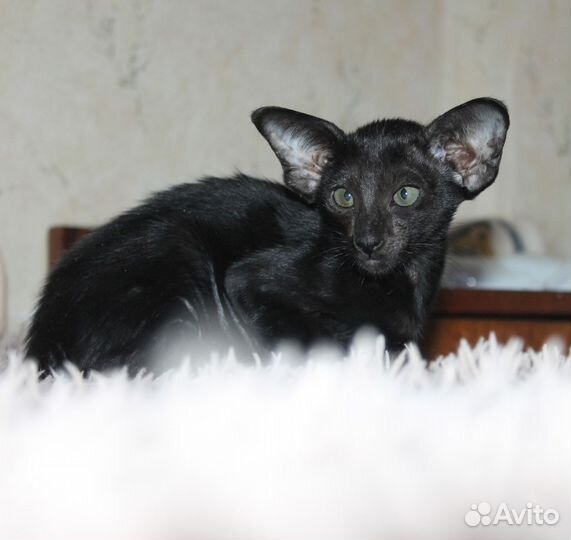 Ориентальные котята