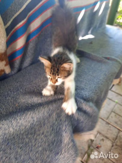 Котенок