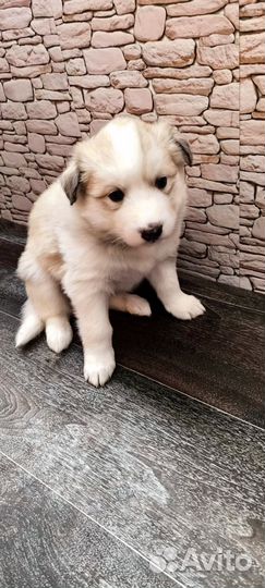 Щенки восточно сибирской лайки