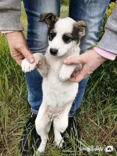 Щенки в заботливые руки (бесплатно)