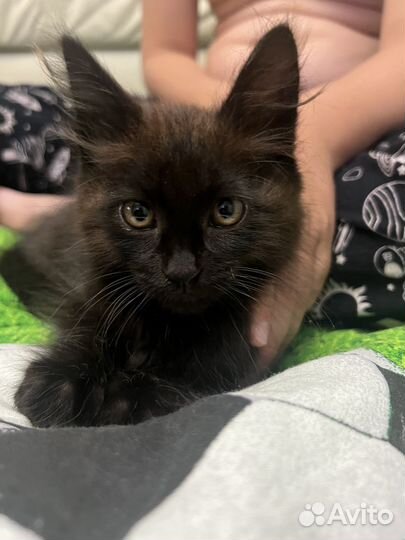 Отдам в добрые руки