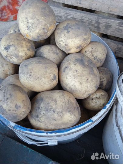 Крупный картофель