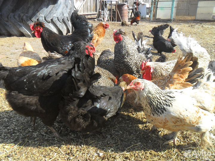 Цветные куры 1год,цыплята