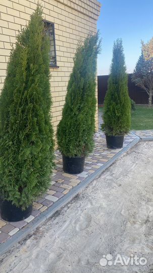 Туя западная Смарагд