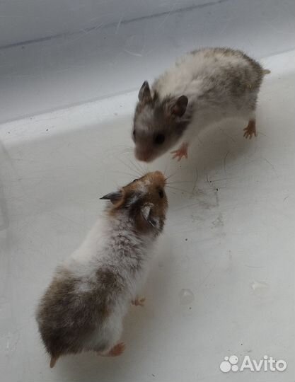 Сирийские хомячки