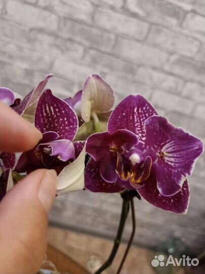 Орхидея фаленопсис пелорик