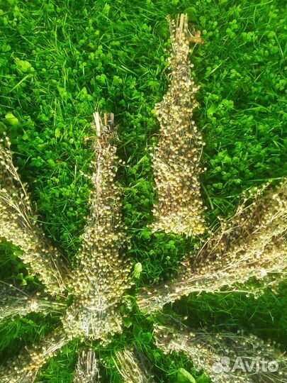 Полынь лекарственная