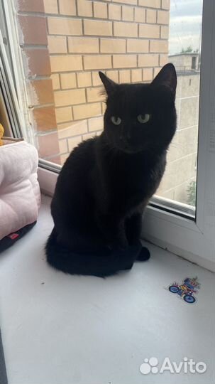 Черный кот