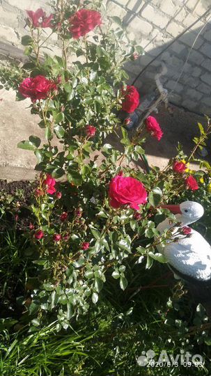 Кусты ромашки