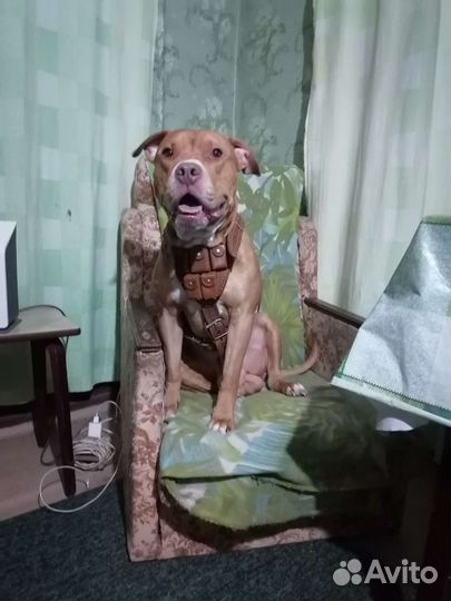 Продам шлею с грузами