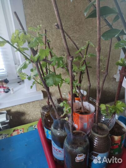 Саженцы винограда