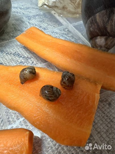 Улитки ахатины