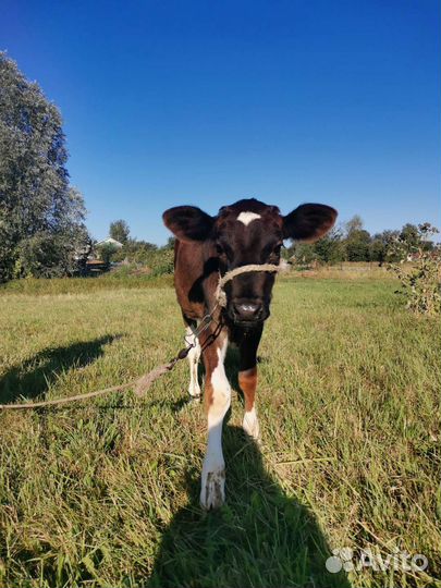 Телята телочки