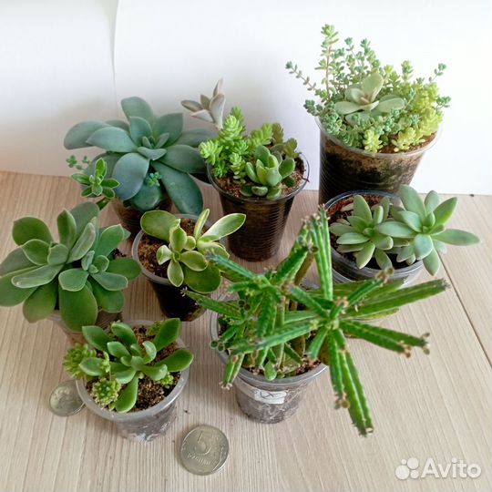 Суккуленты