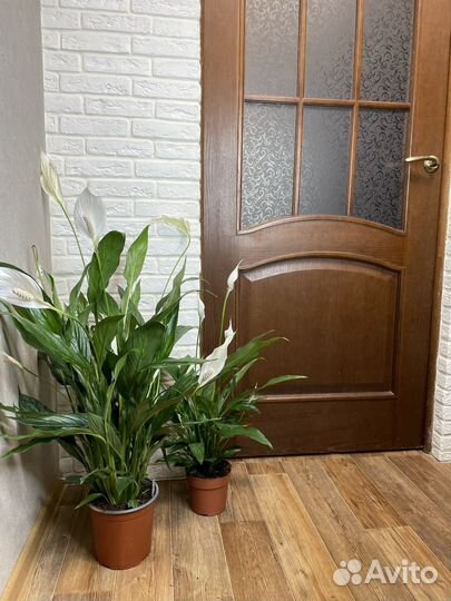 Спатифиллум женское счастье комнатные цветы