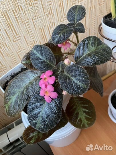 Эписция,фуксия