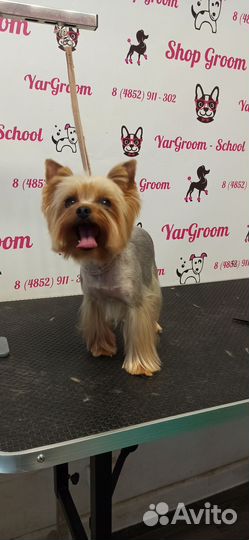 Стрижка собак груминг