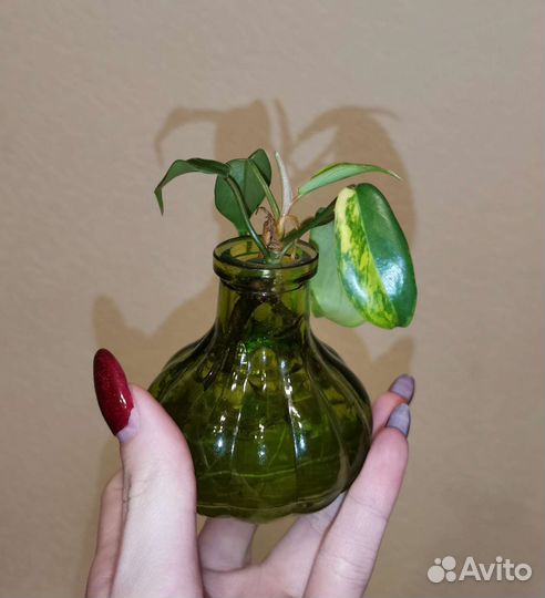 Филодендрон меджик маск детки