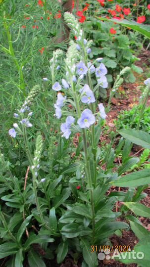 Вероника горечавковая