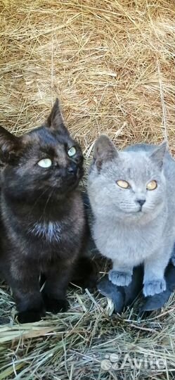 Самые несчастные котята