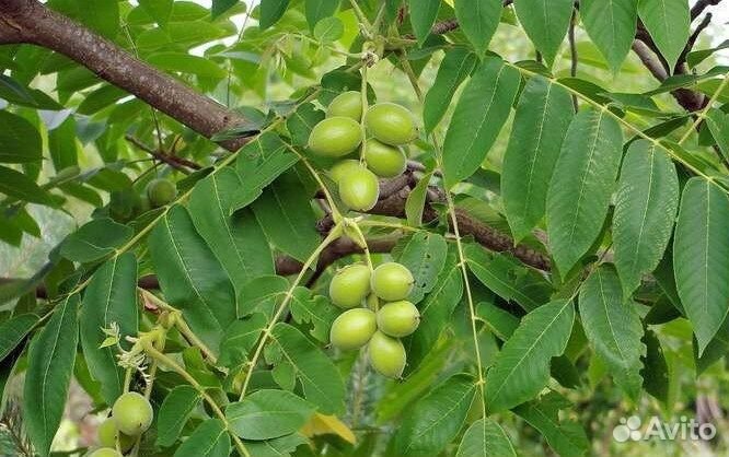 Орех Зибольда, разные сорта на посадку