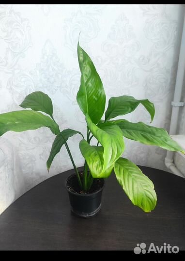 Спатифиллум