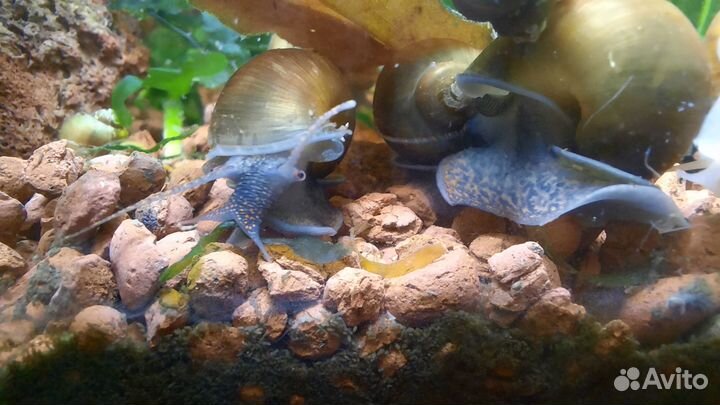 Цветные аквариумные улитки ампулярии