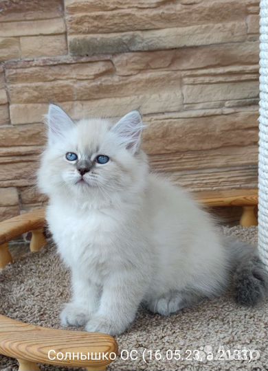 Невская маскарадная сибирские котята девочки