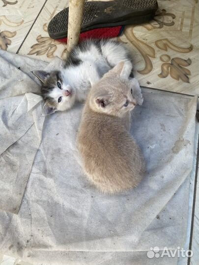 Котята в добрые руки