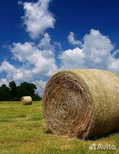 Сено в тюках