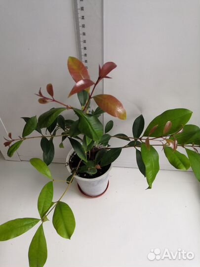 Акмена, гинура вар, экскокария.и др