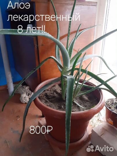 Комнатные растения