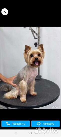 Йоркширский терьер щенки