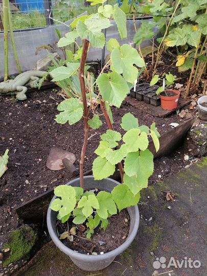 Саженцы винограда