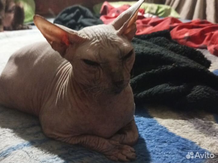 Донской сфинкс