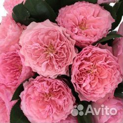 Роза чайногибридная Майра