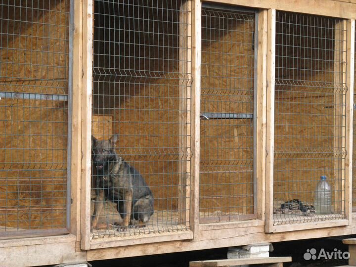 Гостиница для собак. дрессировка передержка