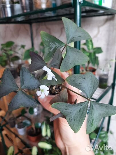 Домашние цветы