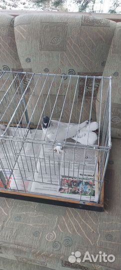 Продажа Иранских голубей