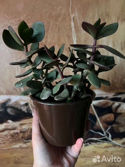 Крассула толстянка денежное дерево