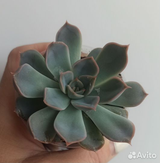 Редкие суккуленты