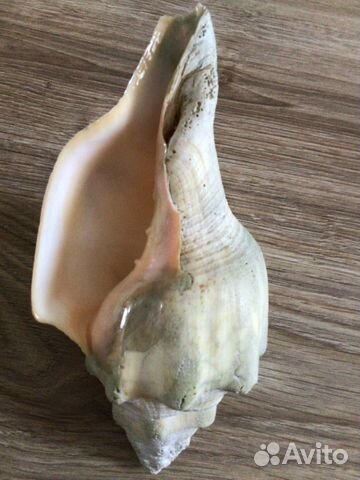 Ракушка морская большая