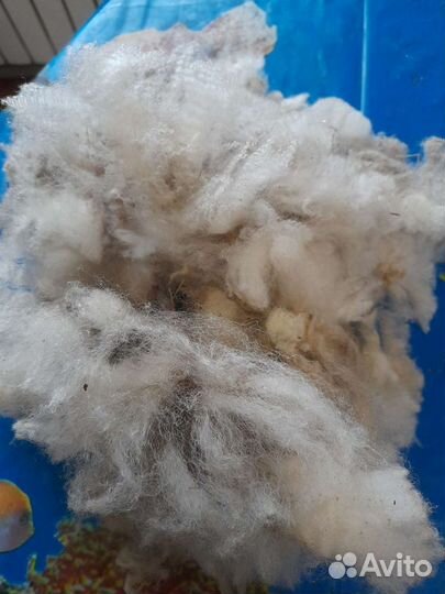 Шерсть овечья
