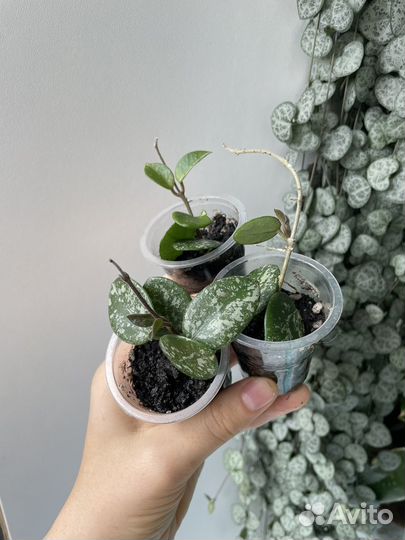 Хойя обновленное наличие