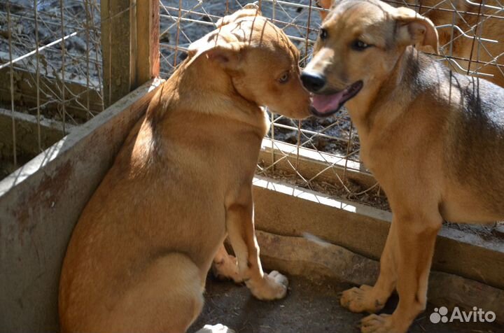 Две сестрички-подростка ищут дом