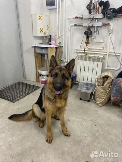 Немецкая овчарка